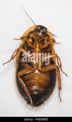 Produktion der großen Skala der essbare Insekten (Schaben Blaptica Dubia) in den Niederlanden Stockfoto