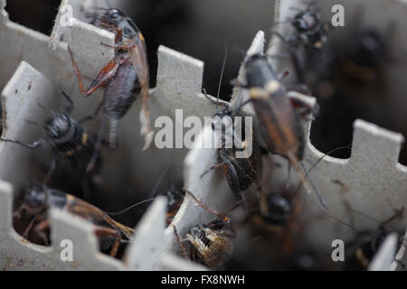 Redrunners-Zucht in Protifarm in Holland Stockfoto