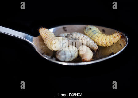 Zucht von Dola Larven (Pachnoda Butana) Stockfoto