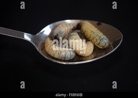 Zucht von Dola Larven (Pachnoda Butana) Stockfoto