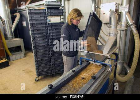 Produktion der großen Skala der essbare Insekten in den Niederlanden Stockfoto