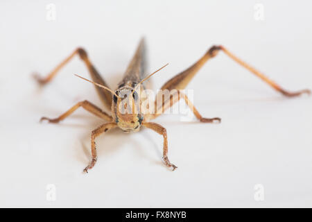 Produktion der großen Skala der essbare Insekten (Grasshopper) in den Niederlanden Stockfoto