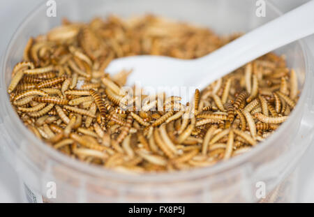 Produktion der großen Skala der essbare Insekten (Mehlwürmer) in den Niederlanden Stockfoto