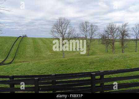 USA-Kentucky KY Lexington Pferdefarm grasbewachsenen Hügeln Stockfoto