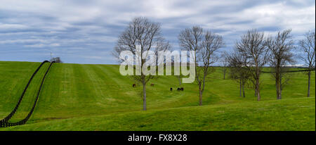 USA-Kentucky KY Lexington Pferdefarm grasbewachsenen Hügeln Stockfoto