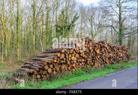 Haufen von neu geschnittenen Stämme von Bäumen in einem Wald im Vereinigten Königreich. Stockfoto