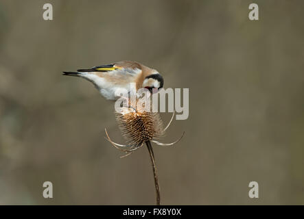 Stieglitz - Carduelis Zuchtjahr Erwachsene ernähren sich von Samen von Karde-Dipsacus Seedhead. Stockfoto