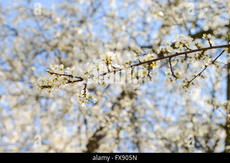weiße Sakura Kirsche blüht im Frühjahr Stockfoto