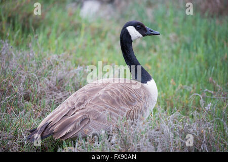 Kanada-Gans - Branta canadensis Stockfoto