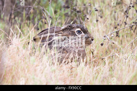 schwarz-angebundene Jackrabbit (Lepus Californicus) - amerikanische Wüste Hase, getarnt Stockfoto