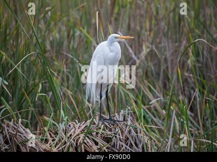 Silberreiher (Ardea alba) stehen und warten auf Beute. Stockfoto