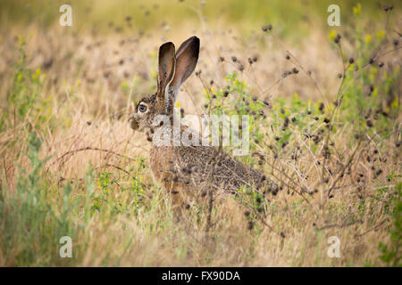 Schwarzschwanz-Jackrabbit getarnt und wachsam Stockfoto