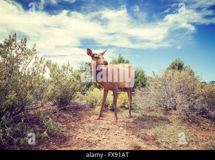 Vintage stilisierte Foto von einem weiblichen Elch im Grand Canyon National Park, Arizona, USA. Stockfoto