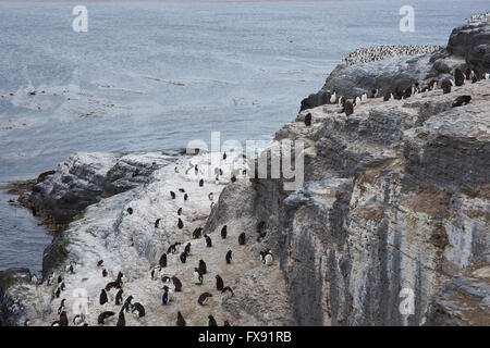 Rockhopper Penguins düsterer Insel auf den Falklandinseln. Stockfoto