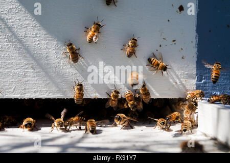Honigbienen fliegen rund um den Bienenstock in Harrowsmith, Ontario am 14. Juni 2012. Stockfoto