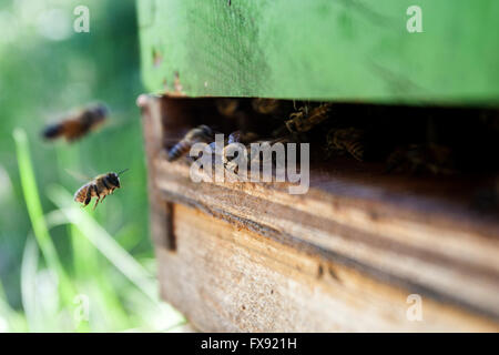 Honigbienen fliegen rund um den Bienenstock in Harrowsmith, Ontario am 14. Juni 2012. Stockfoto