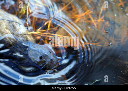 Europäische Wasser-Wühlmaus nach Sprung im Frühjahr See. Stockfoto