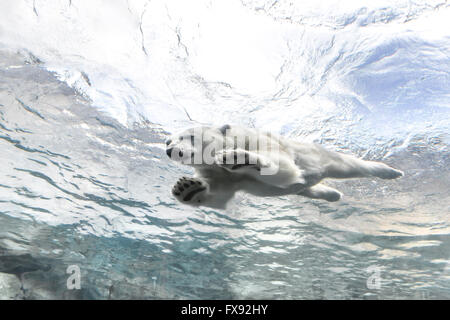 Eisbären Schwimmen unter Wasser auf die Reise zu Churchill, Assiniboine Park Zoo, Winnipeg, Manitoba, Kanada. Stockfoto