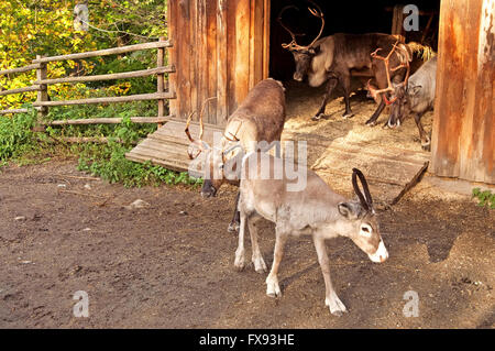Rentier in Skansen, Stockholm, Schweden Stockfoto