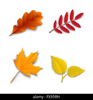 Herbstliche Eiche Ahorn Esche Birke Blätter Stock Vektor
