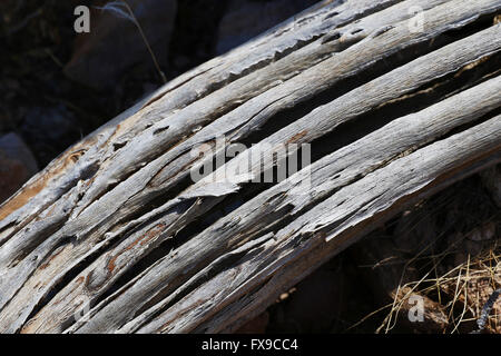 Phoenix, ARIZONA, USA. 9. April 2016. Silly Mountain Park liegt an US 60 zwischen Apache Junction und Gold Canyon, Arizona. Der Park verfügt über neun Wanderwege verschiedener Länge und Schwierigkeiten alle mit herrlicher Aussicht auf die Umgebung. © Kevin E. Schmidt/ZUMA Draht/Alamy Live-Nachrichten Stockfoto