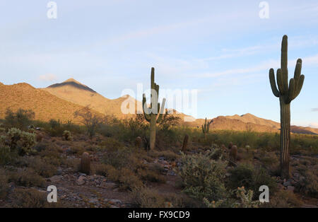 Phoenix, ARIZONA, USA. 10. April 2016. Die McDowell Sonoran Preserve befindet sich in der Nähe von Scottsdale, Arizona, darunter die schöne McDowell Mountains umfasst derzeit mehr als 30.000 zusammenhängende Hektar mit fast 170 Meilen von Wanderwegen. Trailhead Tore sind von Sonnenaufgang bis Sonnenuntergang geöffnet und es gibt keine Gebühr für das Parken oder Zugang. © Kevin E. Schmidt/ZUMA Draht/Alamy Live-Nachrichten Stockfoto