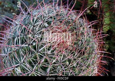 Phoenix, ARIZONA, USA. 10. April 2016. Ferocactus Wislizeni, Nähe Scottsdale, Arizona Arizona Barrel Kaktus wächst in den McDowell Sonoran zu bewahren. © Kevin E. Schmidt/ZUMA Draht/Alamy Live-Nachrichten Stockfoto