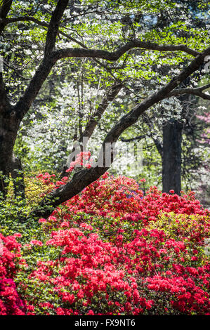 Schönen Frühling Laub an Ehre Heights Park in Muskogee, Oklahoma, USA. Stockfoto