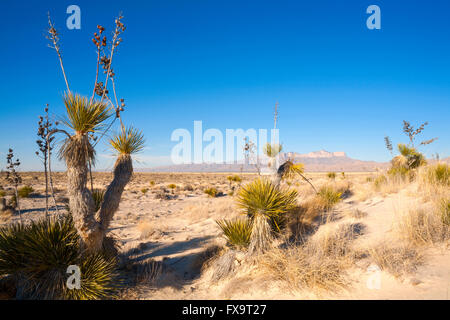 Yucca Elata in der Chihuahua-Wüste, Guadalupe Mountains Nationalpark, Culberson County, Texas, USA. Stockfoto