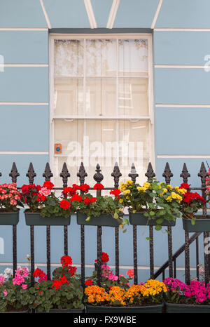 bunte Blütenpracht am Geländer vor einem Terrasse georgianischen Stilhaus in Islington London N1, England, UK Stockfoto