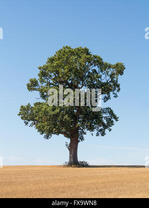 Einsame Eiche auf sonnigen Sommertag auf einem abgeernteten Weizenfeld in Kent, England, Großbritannien Stockfoto