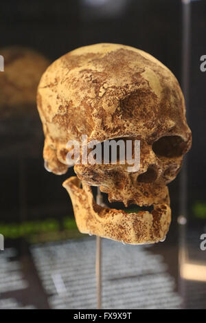 Homo Sapiens. Cro-Magnon. Frühen modernen Menschen. Europäischen oberen Paläolithikum. Replik-Schädel. Stockfoto