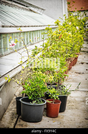 Verschiedenen Topfpflanzen in der Orangerie in der Nähe von Palais Festetics. Keszthely, Zala, Ungarn. Gartenarbeit-Thema. Stockfoto