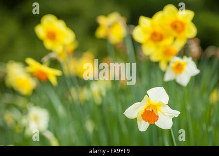 Narzissen Narzissen in einem Garten, Brighton, East Sussex, England. Stockfoto