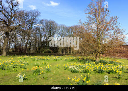 Englische Landschaft mit Narzissen auf einer Wiese im frühen Frühling. Stockfoto