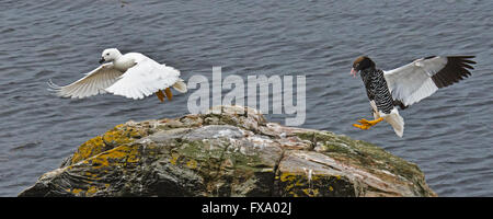 weibliche Kelp Gans Flug als ihr Partner kommt zu landen auf dem Felsen neben ihr Gypsy Cove auf den Falklandinseln Stockfoto