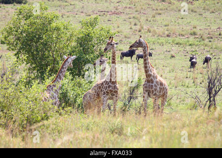 Leopard stalking giraffe Stockfoto