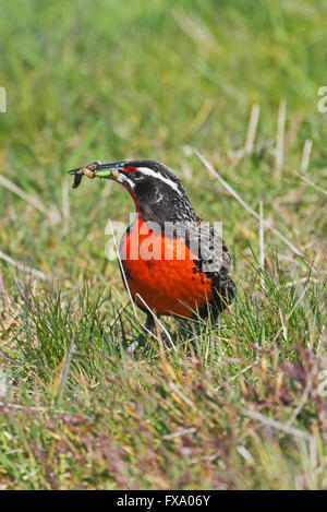 ein Long-tailed Meadowlark mit einem Schnabel voller Lebensmittel in den Rasen auf der Karkasse Insel in den Falkland-Inseln Stockfoto