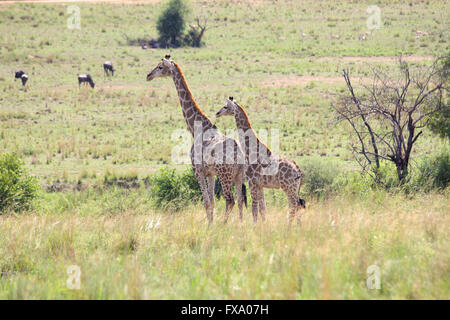 Leopard stalking giraffe Stockfoto