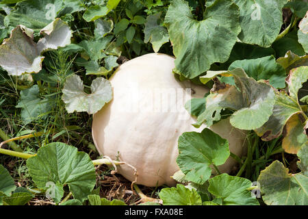 Kürbis Anbau an Babylonstoren in Western Cape - Südafrika Stockfoto