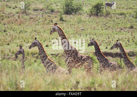 Leopard stalking giraffe Stockfoto