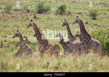 Leopard stalking giraffe Stockfoto