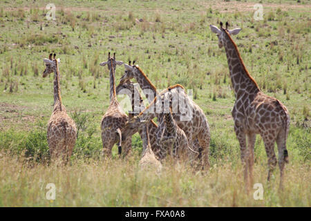 Leopard stalking giraffe Stockfoto