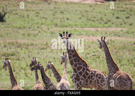 Leopard stalking giraffe Stockfoto