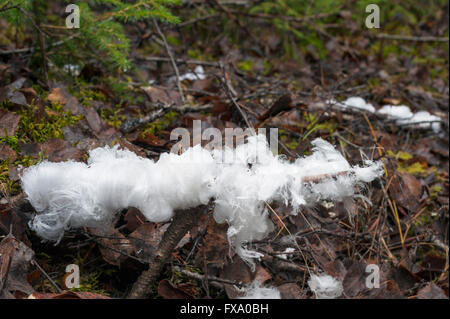 Haareis Stockfoto