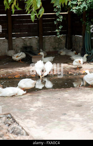 Enten an Babylonstoren in der Nähe von Franschhoek in Western Cape - Südafrika Stockfoto