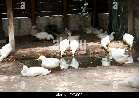 Enten an Babylonstoren in der Nähe von Franschhoek in Western Cape - Südafrika Stockfoto