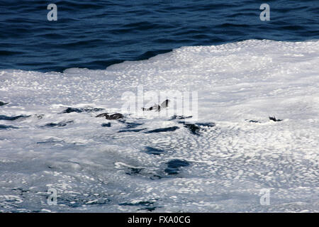 Delfine schwimmen im Ozean Stockfoto