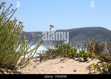 Robberg Naturreservat in Plettenberg Bay, Südafrika Stockfoto