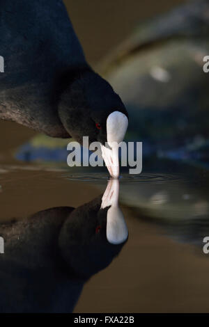 Schwarzen Wasserhuhn / eurasischen Coot / Blaessralle / Blaesshuhn (Fulica Atra), großaufnahme, trinken etwas Wasser mit ein schönes Spiegelbild. Stockfoto